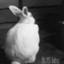 id:blaslabo