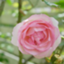 id:blogdegohan