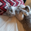 id:bluecatmama