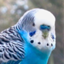 id:blueparakeet
