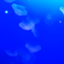 id:bluesatoh