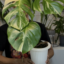 id:botanicalVinegar