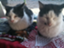 id:bunnyandkitty