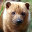 id:bushdoggy