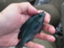 id:cablefisfa