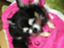 id:cafedog