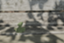 id:canopus-youla-164339