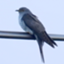 id:canorus5102