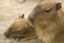 id:capibara-ac