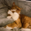 id:catmoco