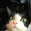 id:catsand