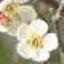 cctenko