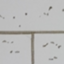 id:ceiling