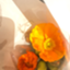 id:cerisier_et_erable