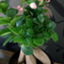 id:chancochang