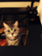 id:chibo-kyu