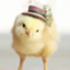 chick24