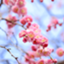 id:chihirun376