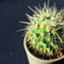 id:chikuchikuboshi