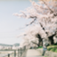 id:chikuwate13