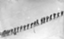 id:chilkoot