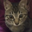 id:chimamotochima