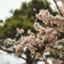 id:chirinosuke