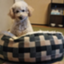 id:chiro-tsugu