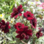 id:chocolate-cosmos