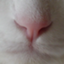 id:chotto_cat