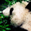 id:chronosQ