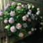 id:chuosenkoka