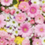 clarithflower