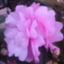 id:clemen-tia
