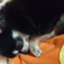 id:coccinella-dream