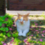 レディべた～🌸