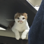 id:cokoichi