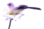 id:color_1000001