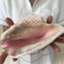 id:conch-teruko