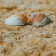 coquina2
