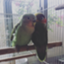 id:cuatrogats