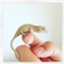 id:curiositas