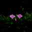 id:curraheeTK