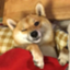 id:daisuke570126