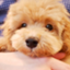 id:dango_chan