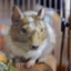 id:degu-degu