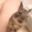 id:degudegudegu
