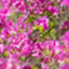 id:dodontonton