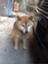id:dog___ear