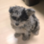 id:dog_ren